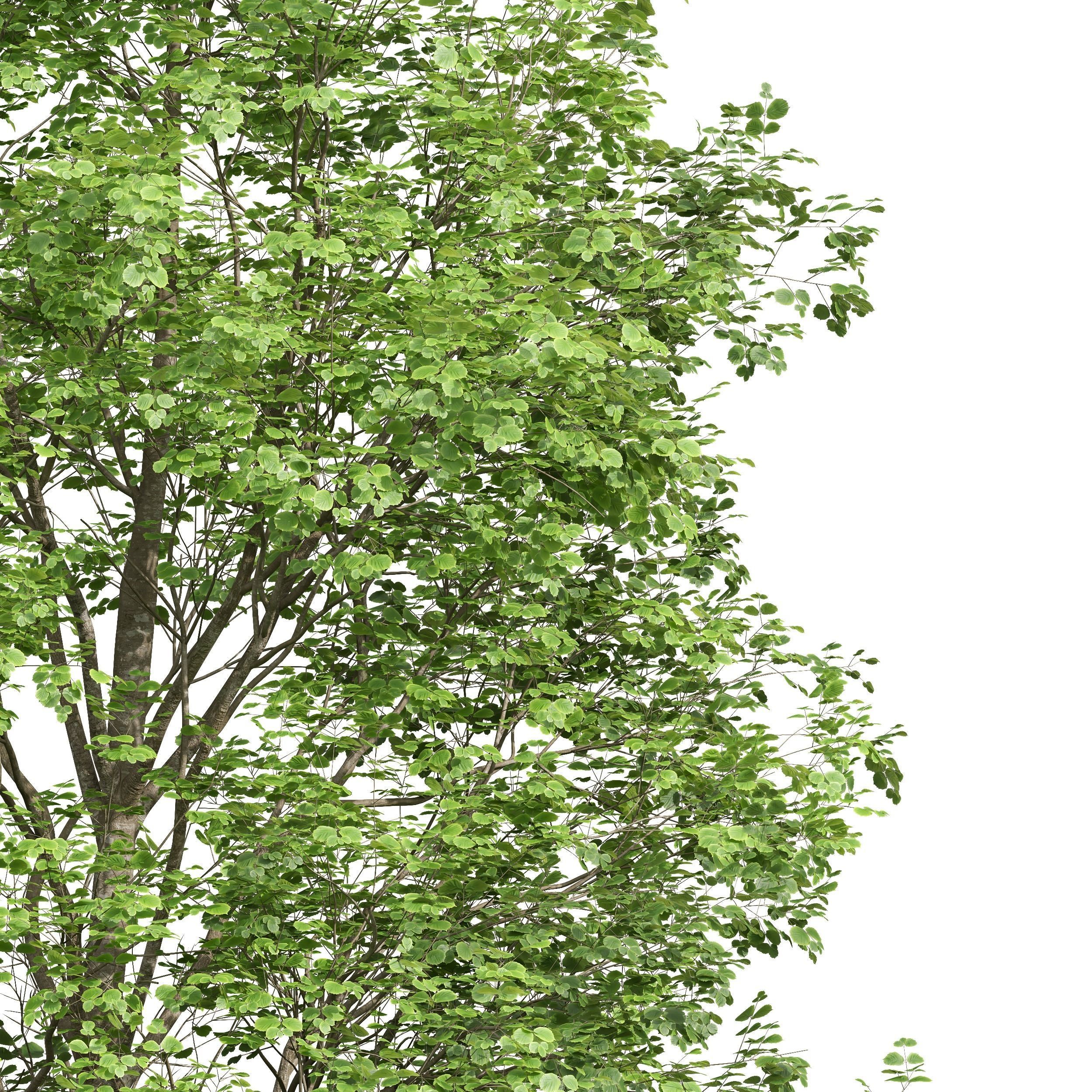 Fagus Sylvatica and Acer Saccharinum Summer 3D model_2