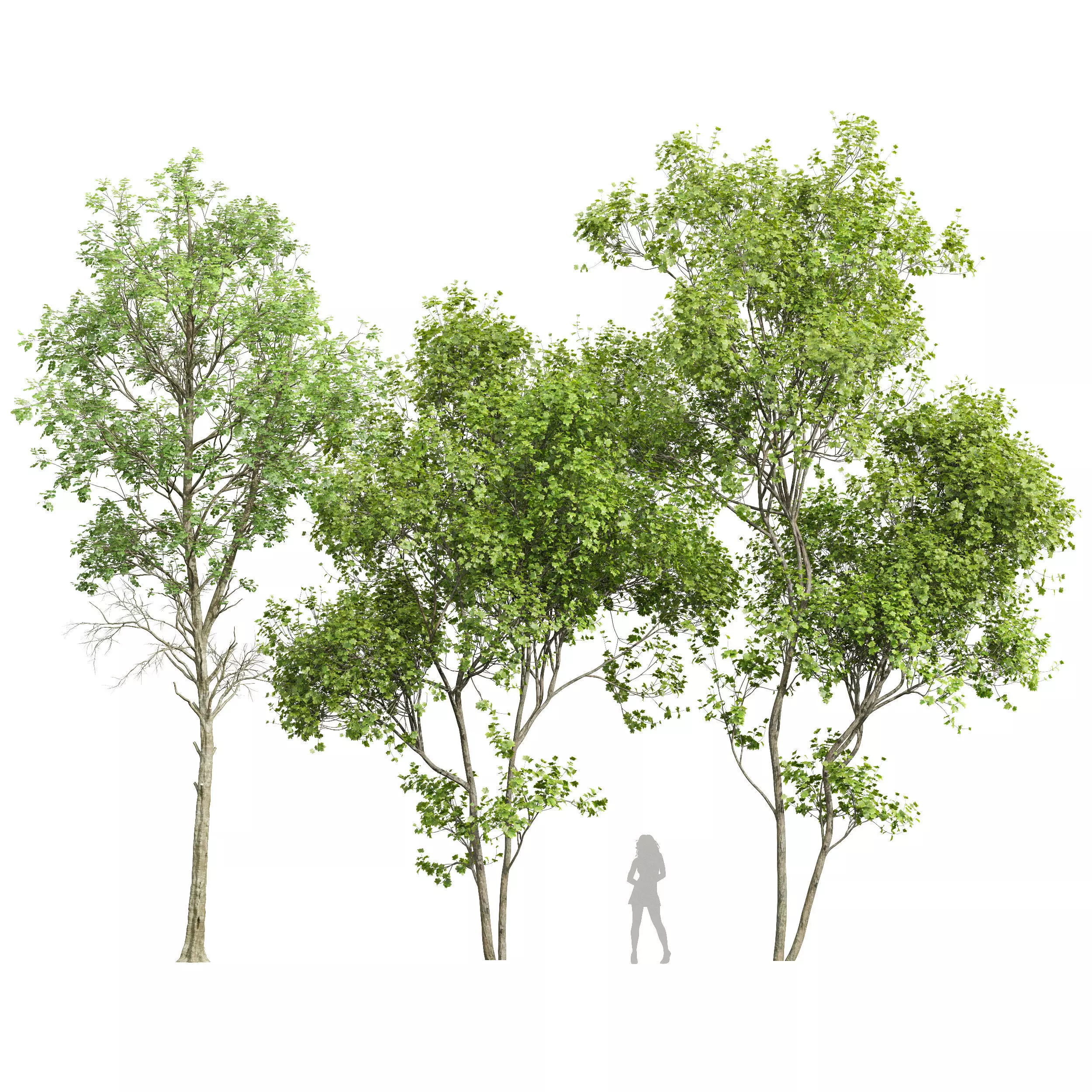 Fagus Sylvatica and Acer Saccharinum Summer 3D model_0