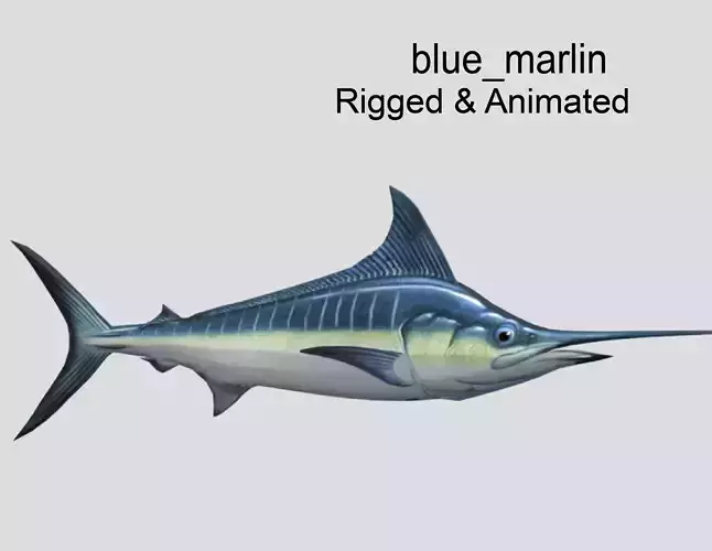 Blue Marlin  Realistic Animated Low-poly 3D model