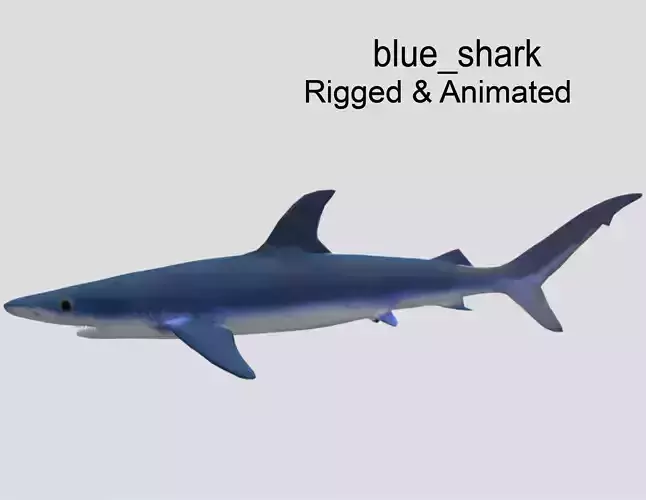 Blue Shark Realistic Animated Low-poly 3D model