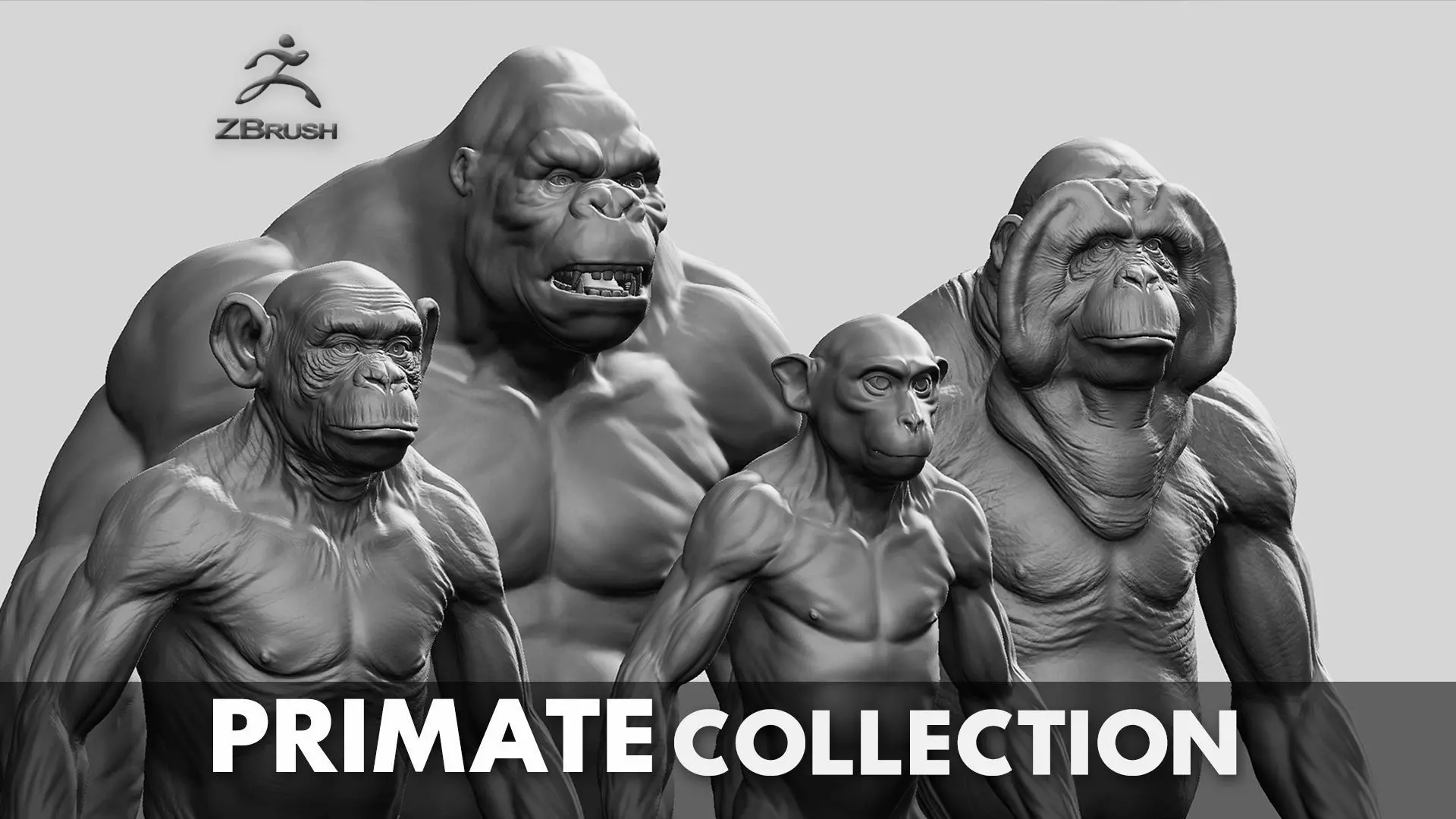 Primate Pack  III Monkey I Chimpanzee I Gorilla I Orangutan 3D Model Collection_0
