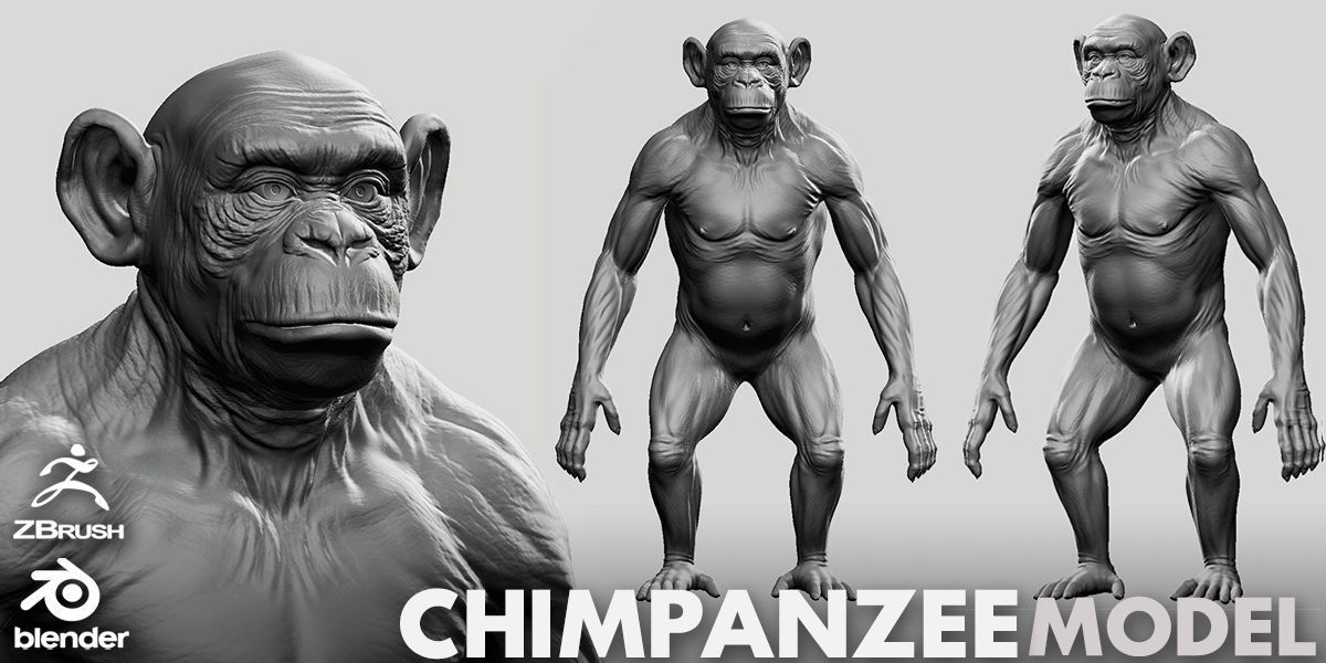 Primate Pack  III Monkey I Chimpanzee I Gorilla I Orangutan 3D Model Collection_4