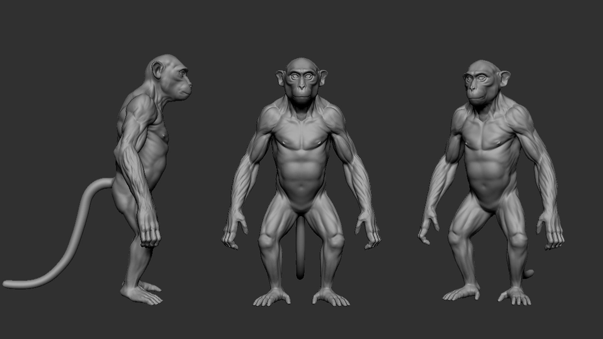 Primate Pack  III Monkey I Chimpanzee I Gorilla I Orangutan 3D Model Collection_18