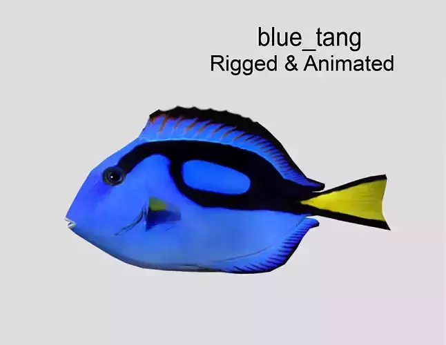 Blue Tang Realistic Animated Low-poly 3D model