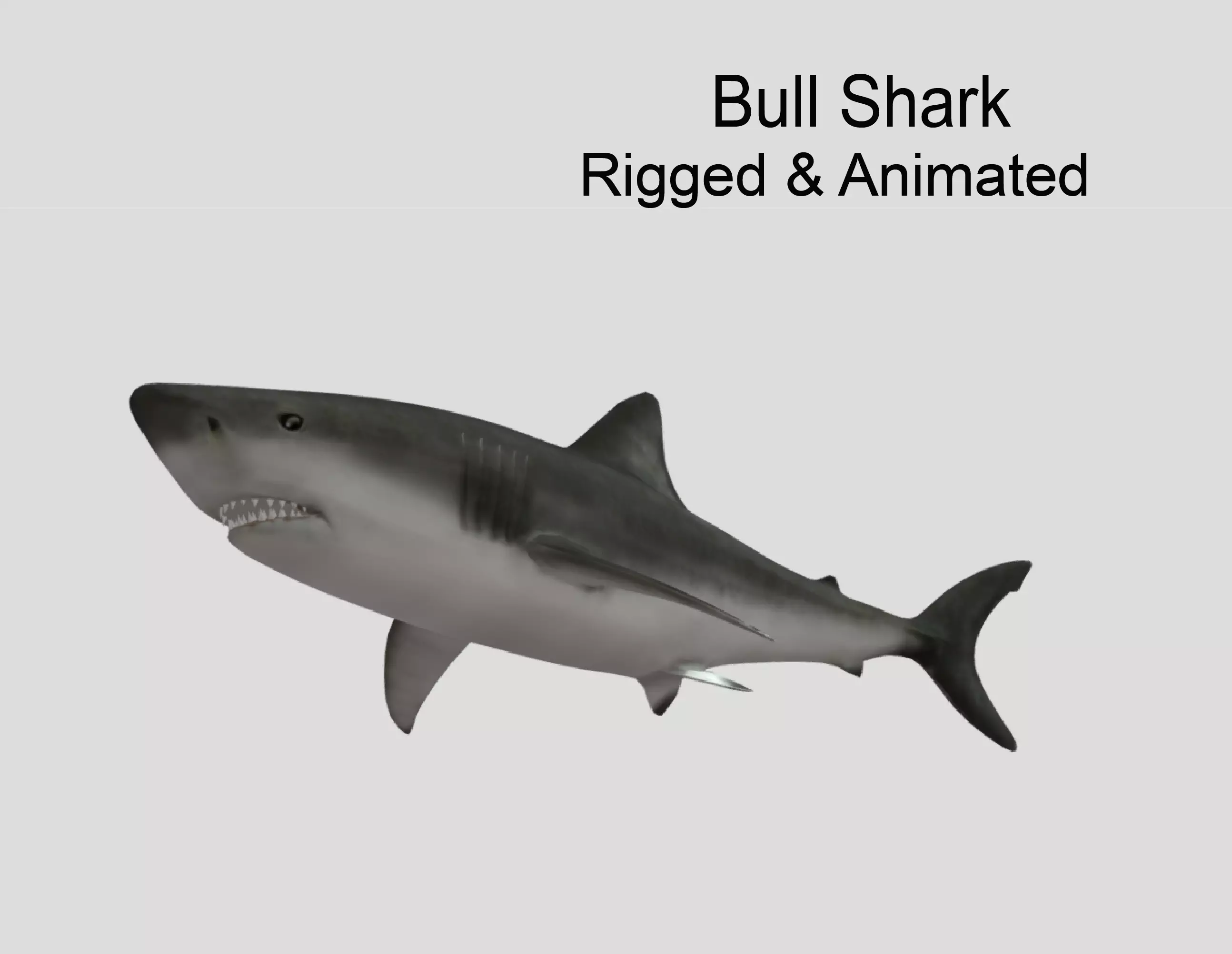 Bull Shark Realistic Animated Low-poly 3D model_0