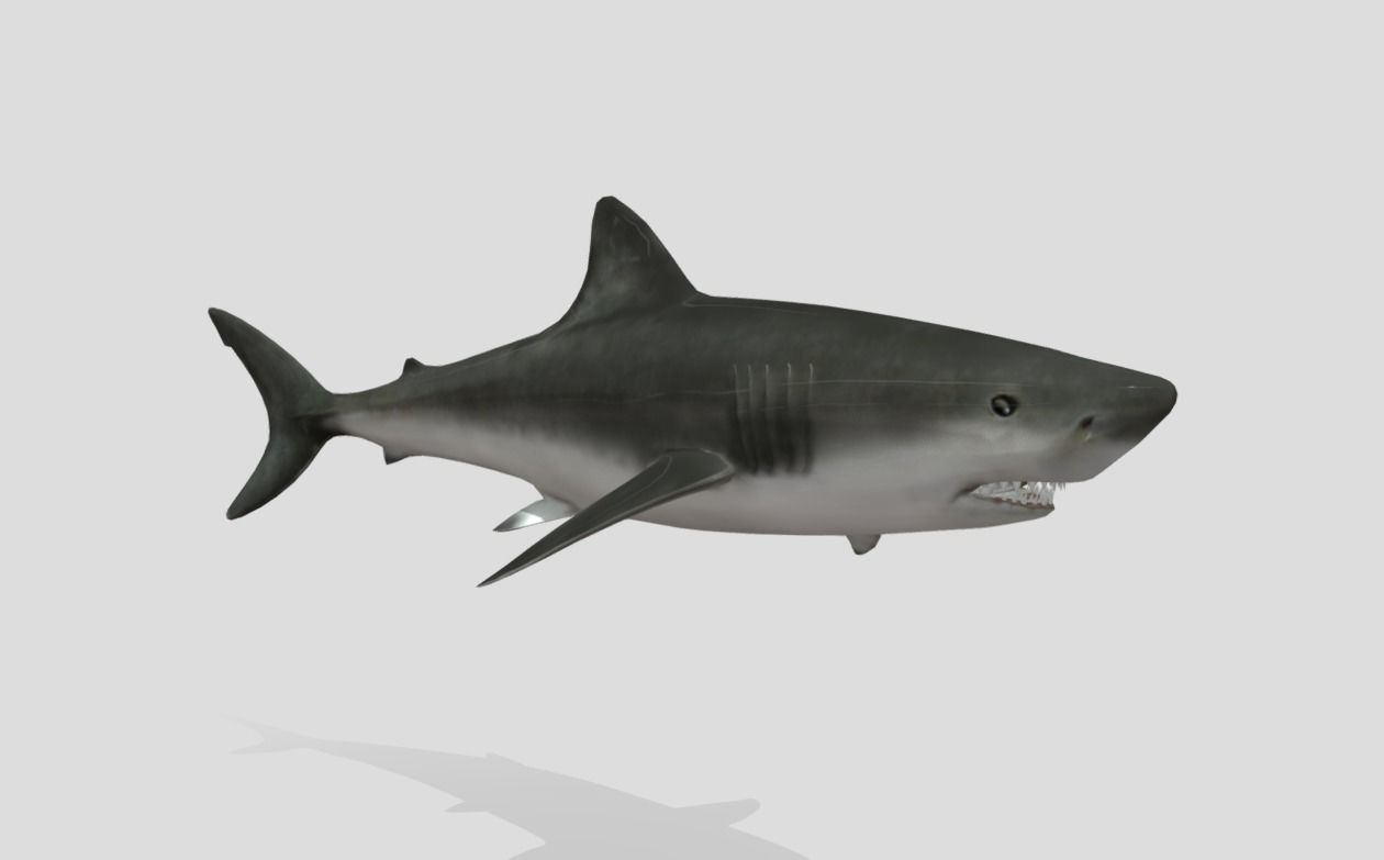 Bull Shark Realistic Animated Low-poly 3D model_2
