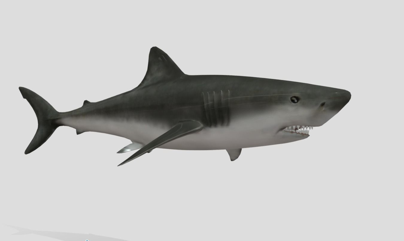 Bull Shark Realistic Animated Low-poly 3D model_10