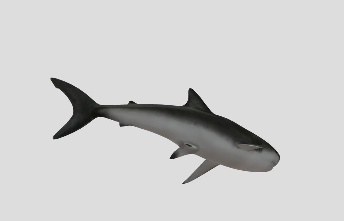 Bull Shark Realistic Animated Low-poly 3D model_7