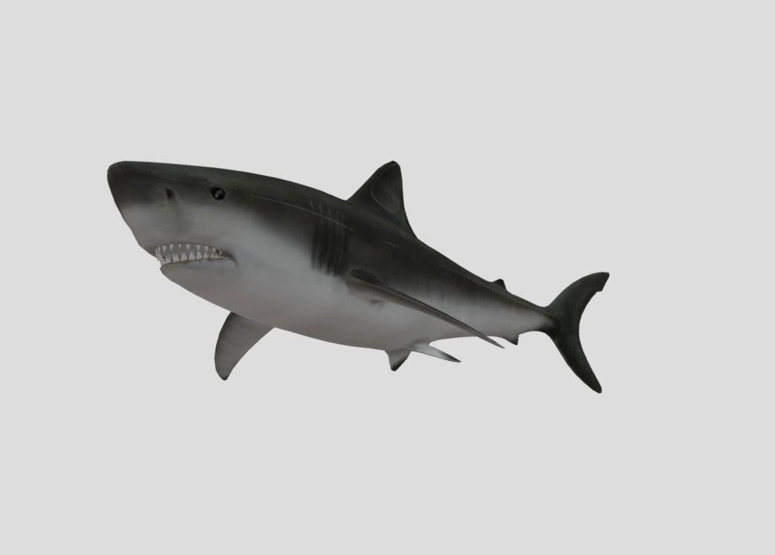Bull Shark Realistic Animated Low-poly 3D model_6