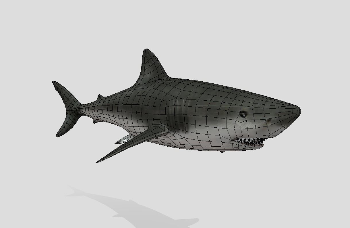 Bull Shark Realistic Animated Low-poly 3D model_8