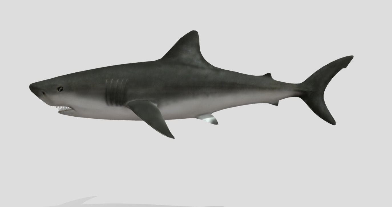 Bull Shark Realistic Animated Low-poly 3D model_5
