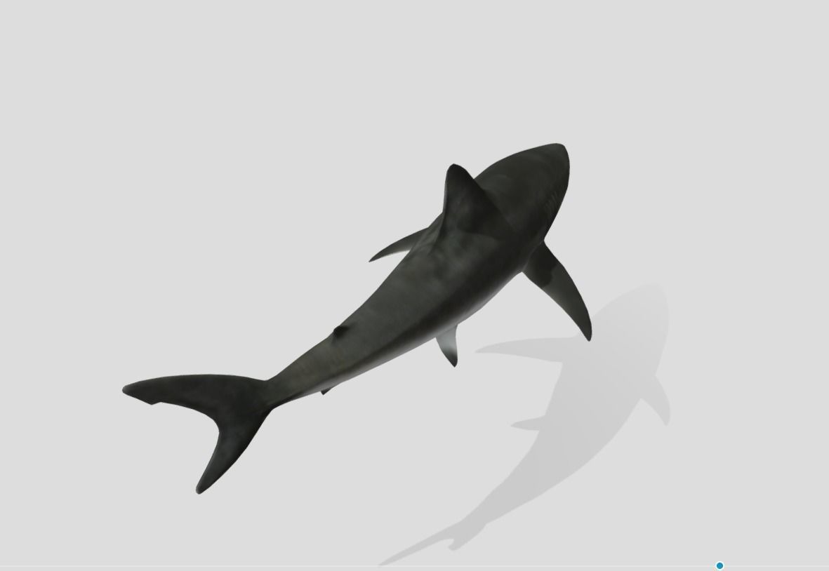 Bull Shark Realistic Animated Low-poly 3D model_3