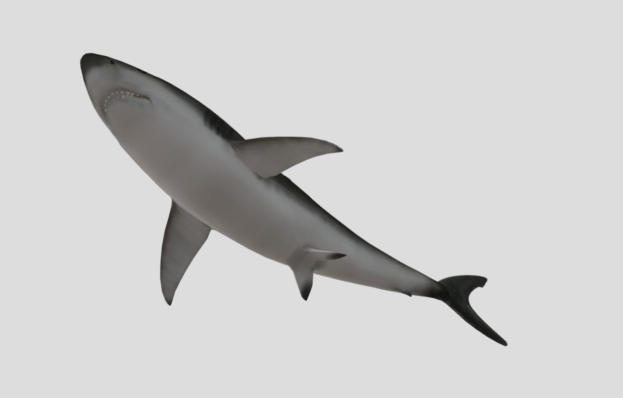 Bull Shark Realistic Animated Low-poly 3D model_4