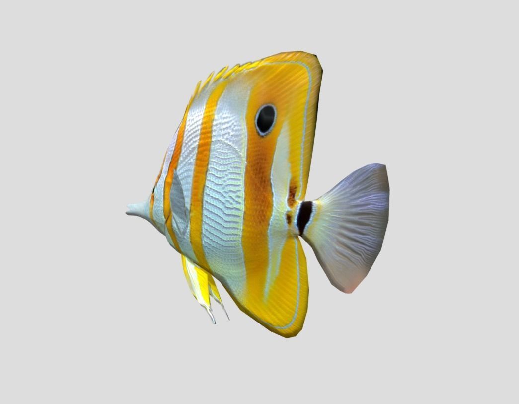 Butterflyfish Realistic Animated Low-poly 3D model_7