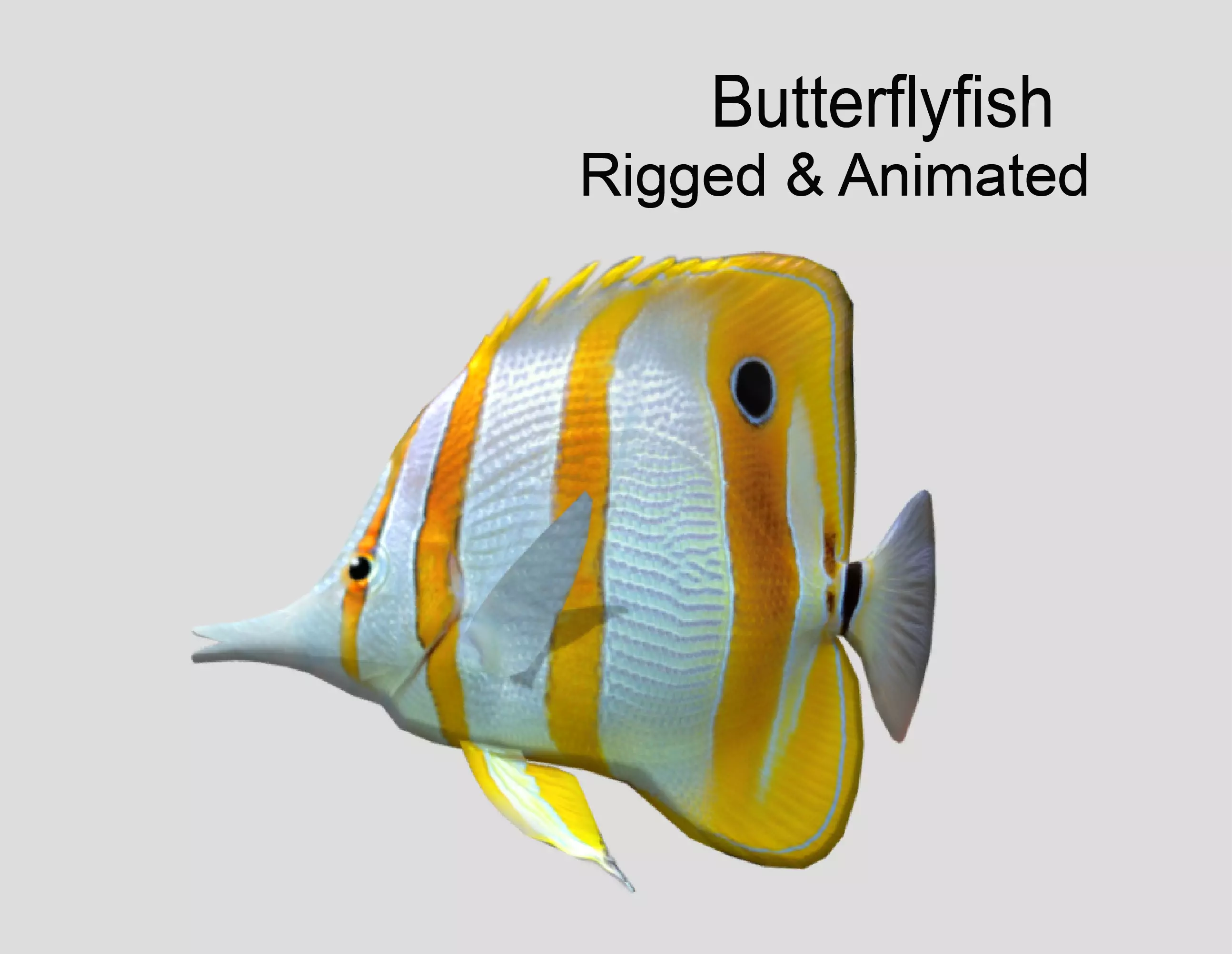 Butterflyfish Realistic Animated Low-poly 3D model_0