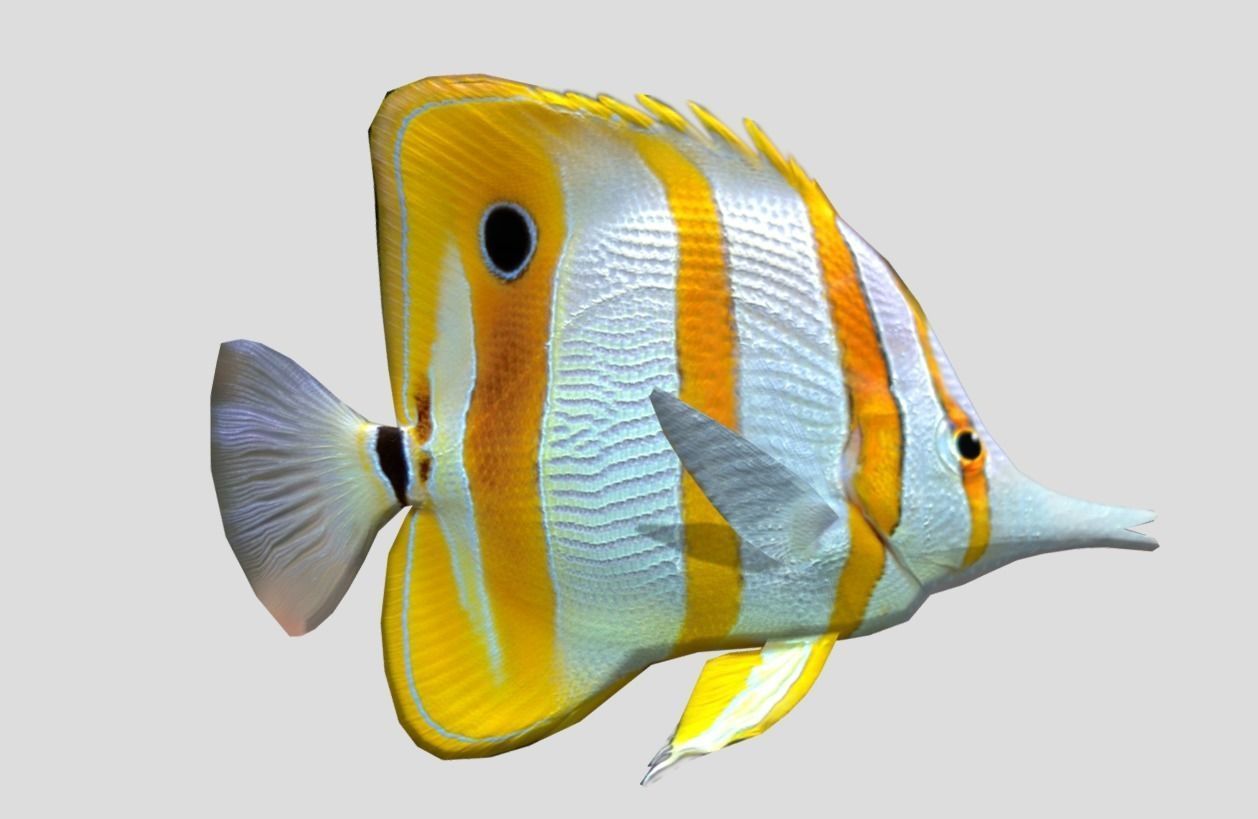 Butterflyfish Realistic Animated Low-poly 3D model_8