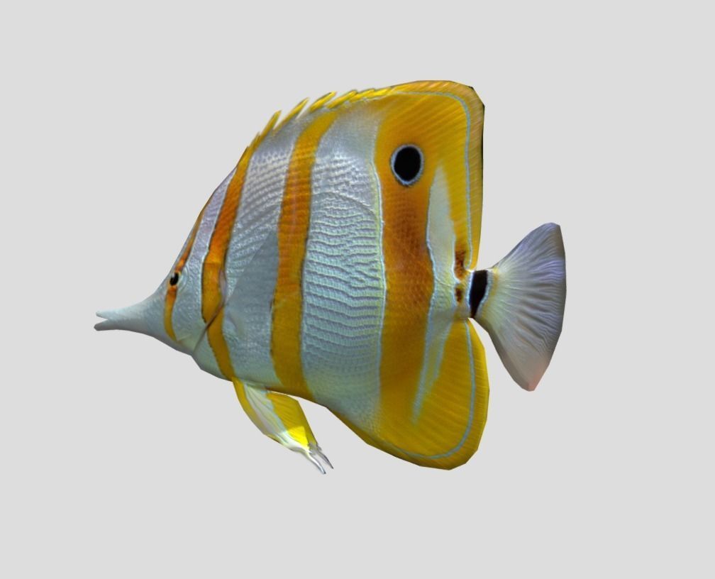 Butterflyfish Realistic Animated Low-poly 3D model_9