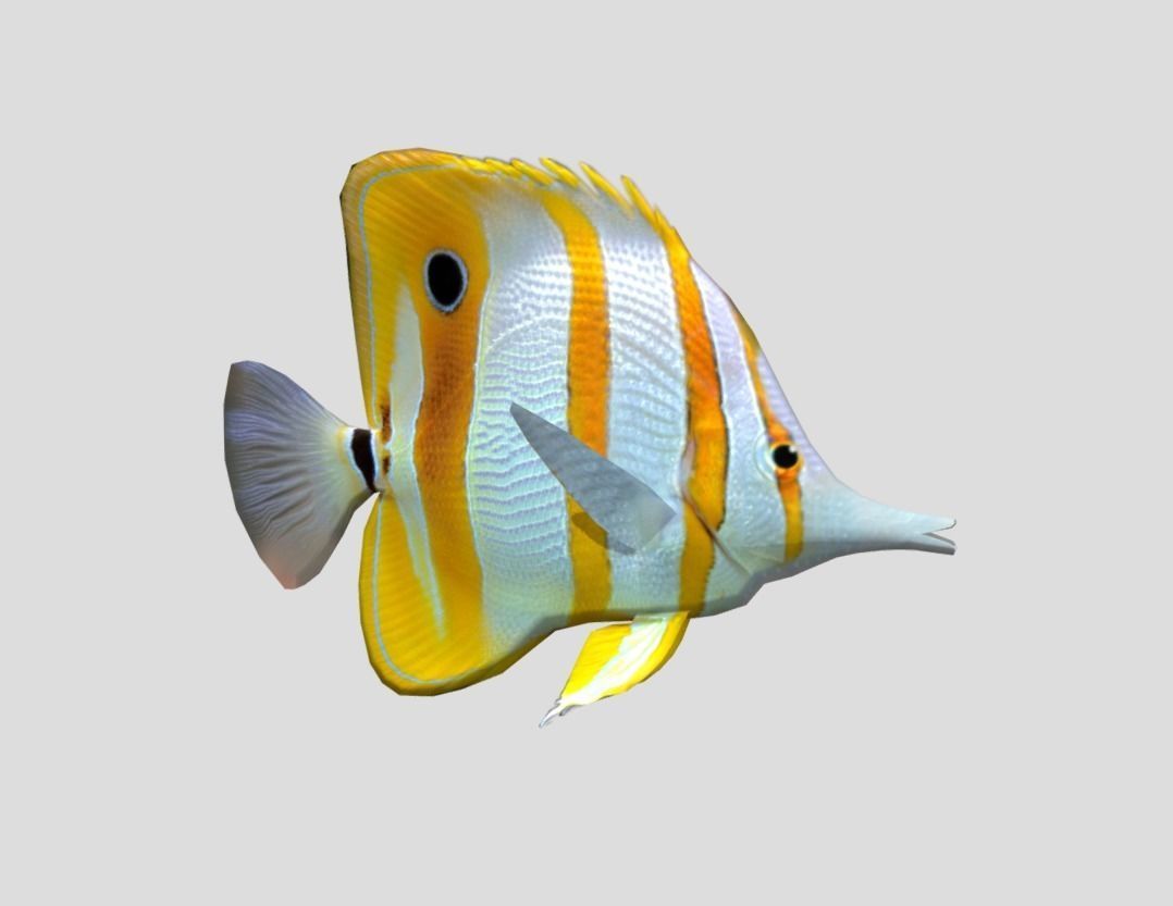 Butterflyfish Realistic Animated Low-poly 3D model_3