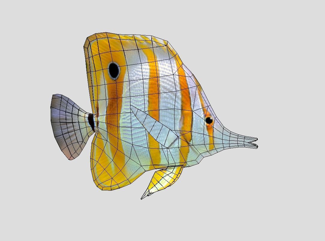Butterflyfish Realistic Animated Low-poly 3D model_2