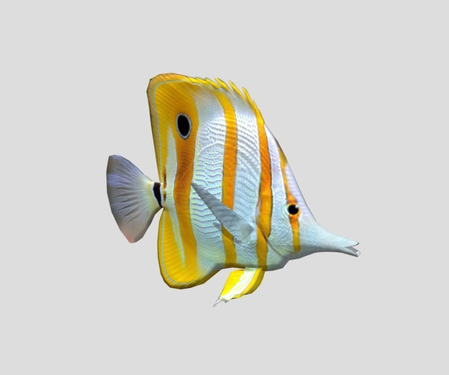 Butterflyfish Realistic Animated Low-poly 3D model_6