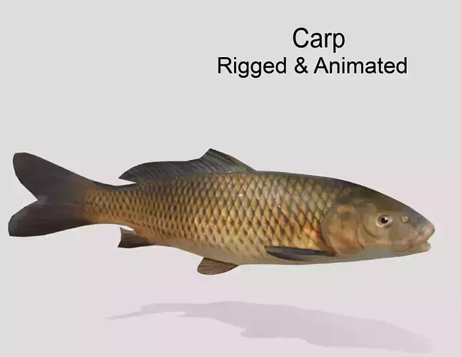 Carp Realistic Animated Low-poly 3D model