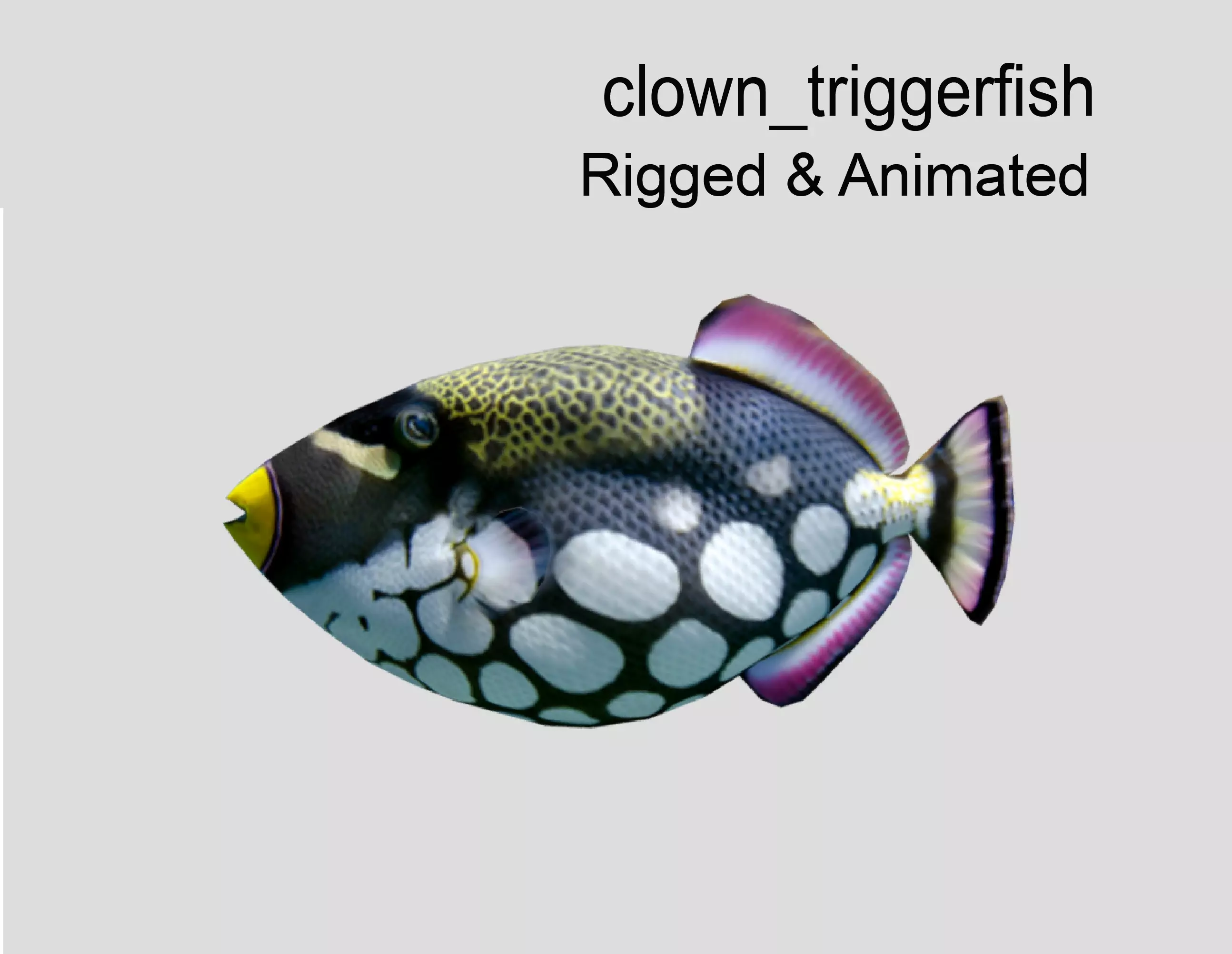 Clown Triggerfish Realistic Animated Low-poly 3D model_0