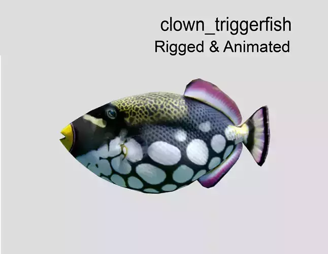Clown Triggerfish Realistic Animated Low-poly 3D model