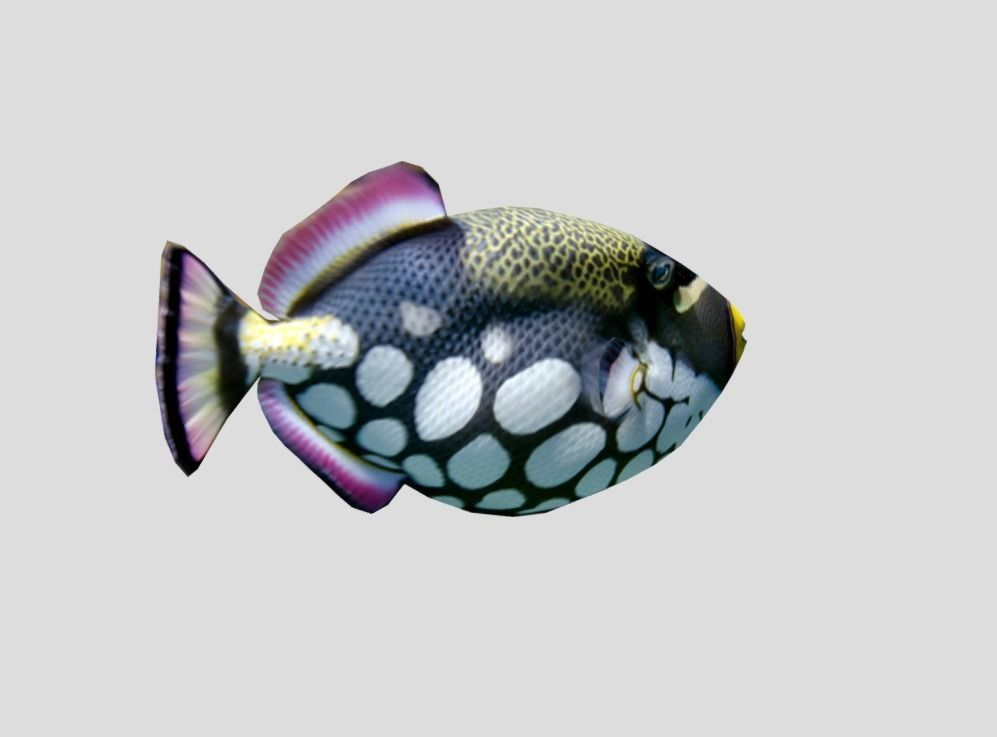 Clown Triggerfish Realistic Animated Low-poly 3D model_3