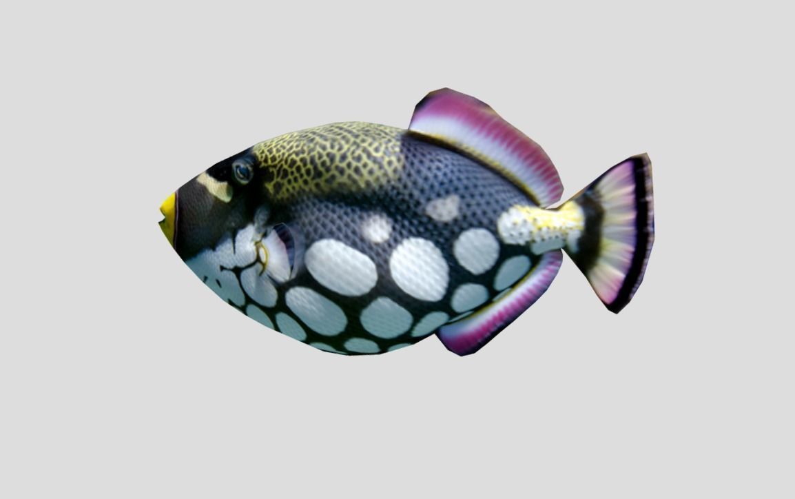 Clown Triggerfish Realistic Animated Low-poly 3D model_7