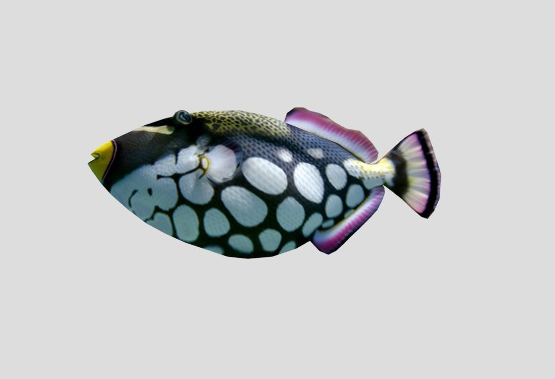 Clown Triggerfish Realistic Animated Low-poly 3D model_6