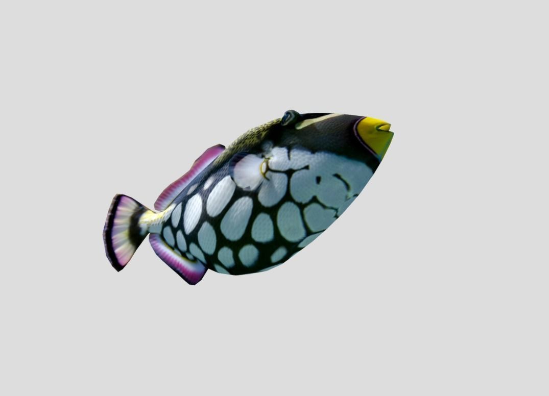 Clown Triggerfish Realistic Animated Low-poly 3D model_4