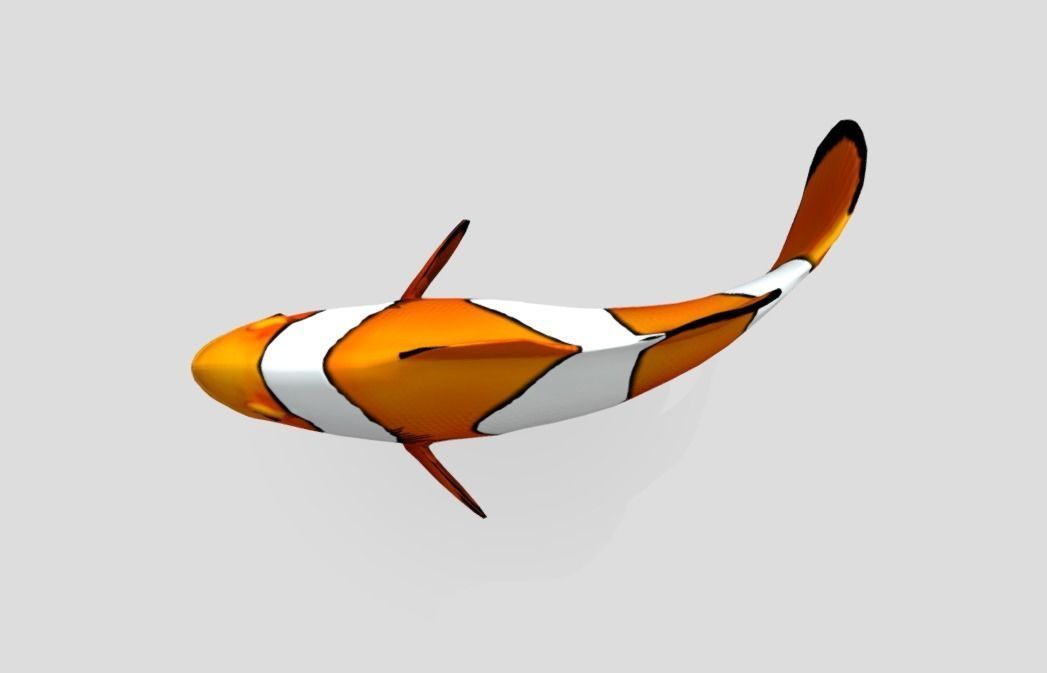 Clownfish Realistic Animated Low-poly 3D model_3