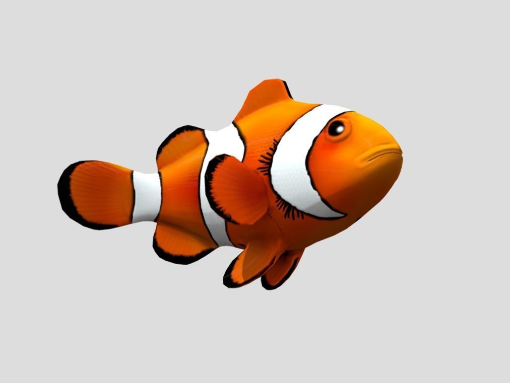 Clownfish Realistic Animated Low-poly 3D model_4