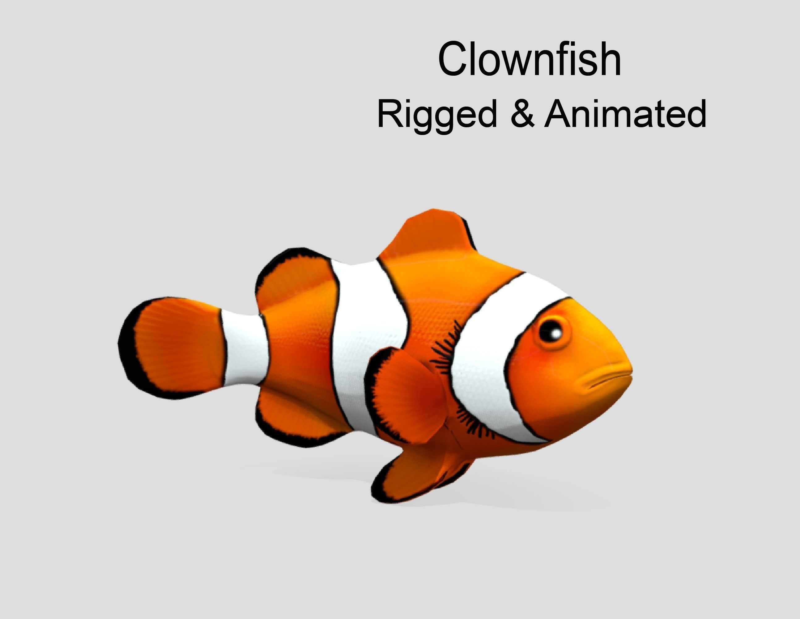 Clownfish Realistic Animated Low-poly 3D model_9
