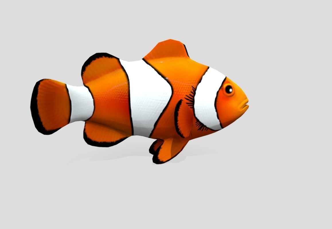 Clownfish Realistic Animated Low-poly 3D model_8