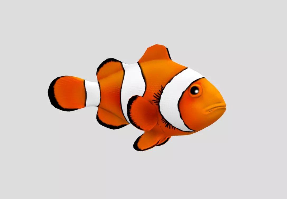 Clownfish Realistic Animated Low-poly 3D model_0