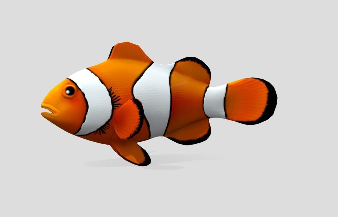 Clownfish Realistic Animated Low-poly 3D model_6