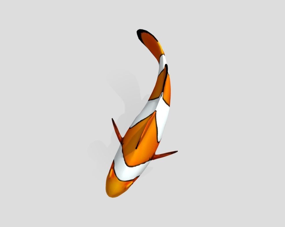 Clownfish Realistic Animated Low-poly 3D model_7