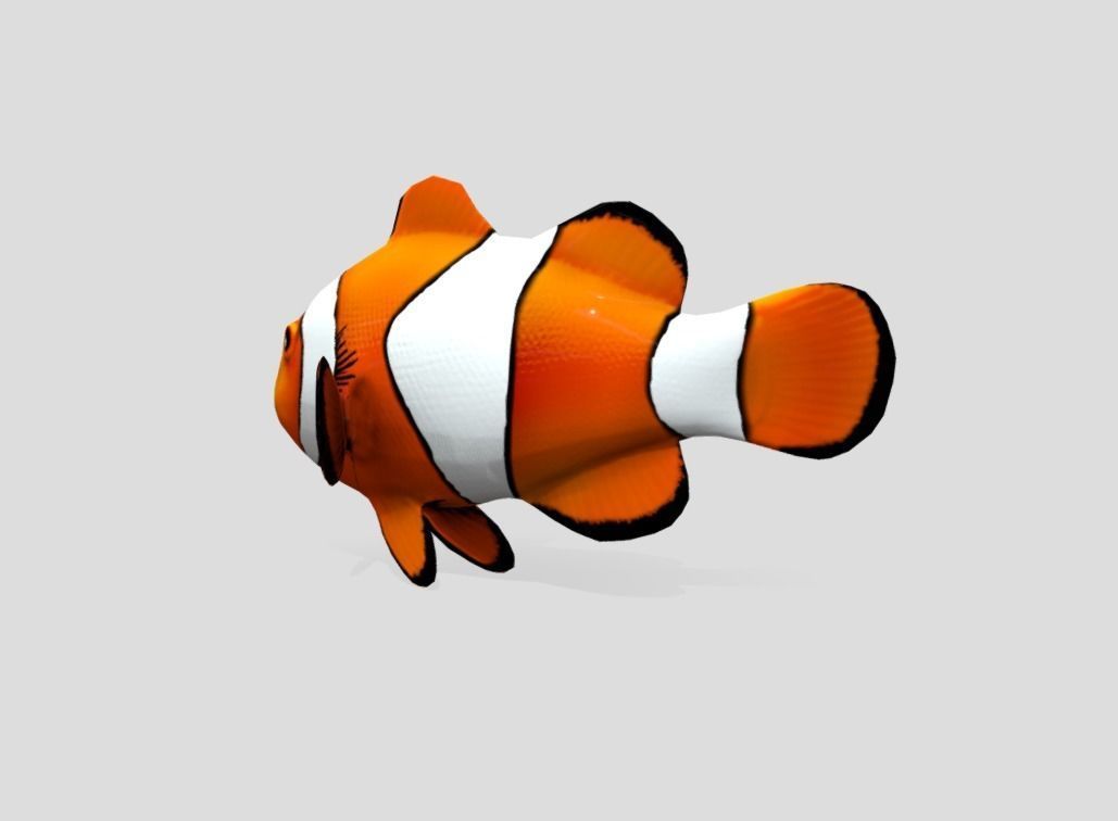 Clownfish Realistic Animated Low-poly 3D model_5