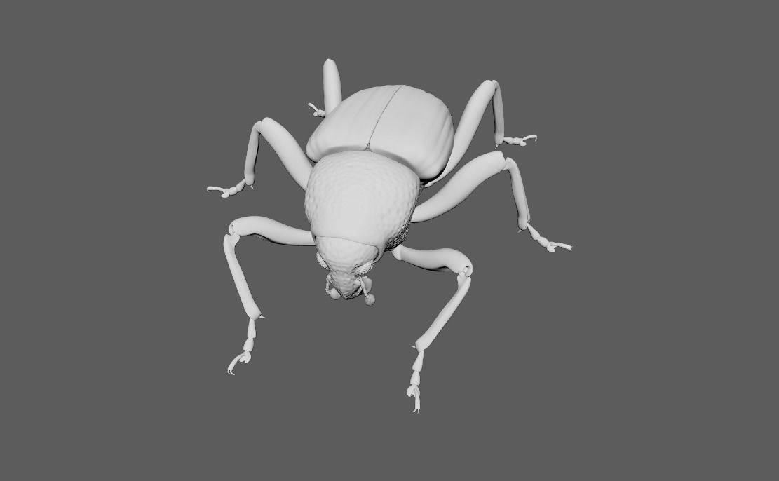 60 Insect Model 3D print model_4