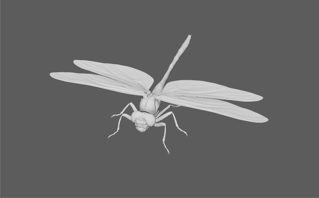 60 Insect Model 3D print model_2