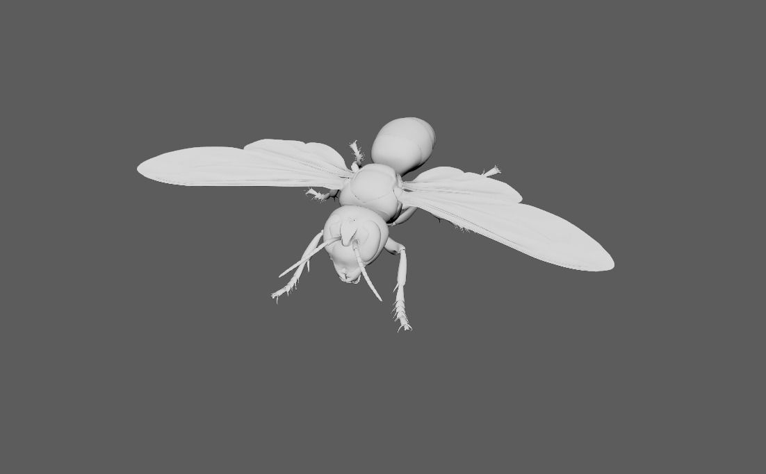 60 Insect Model 3D print model_1