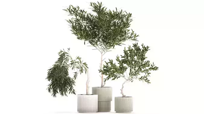 Beautiful Olive Trees In Flower Pots 1344 3D model