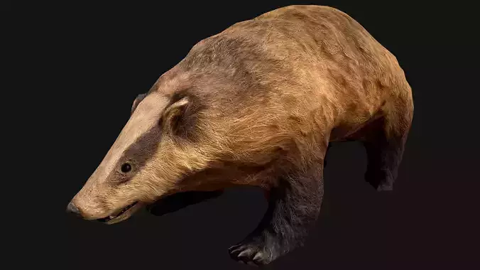Badger Low-poly 3D model