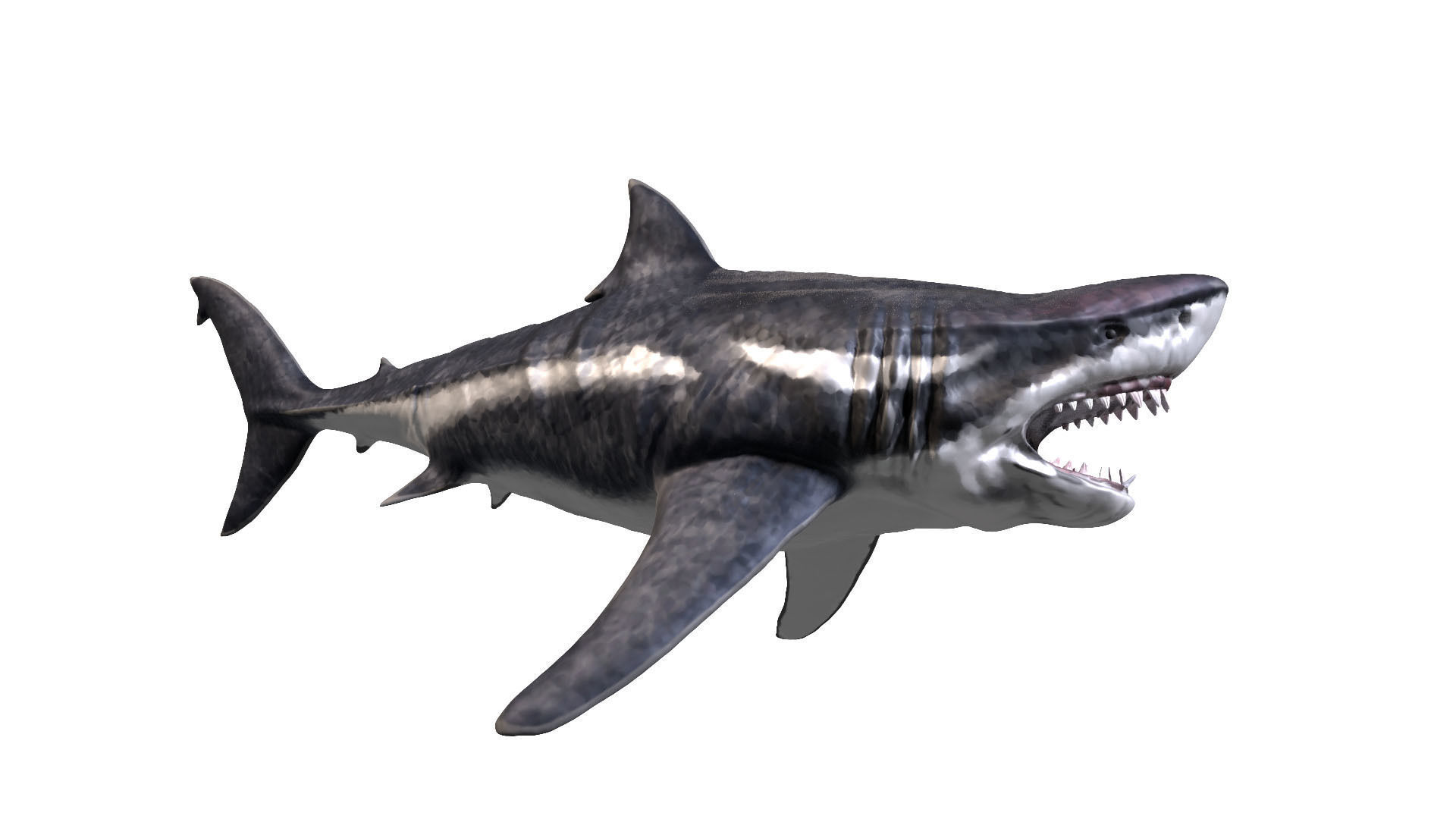 Megalodon 3D model_1
