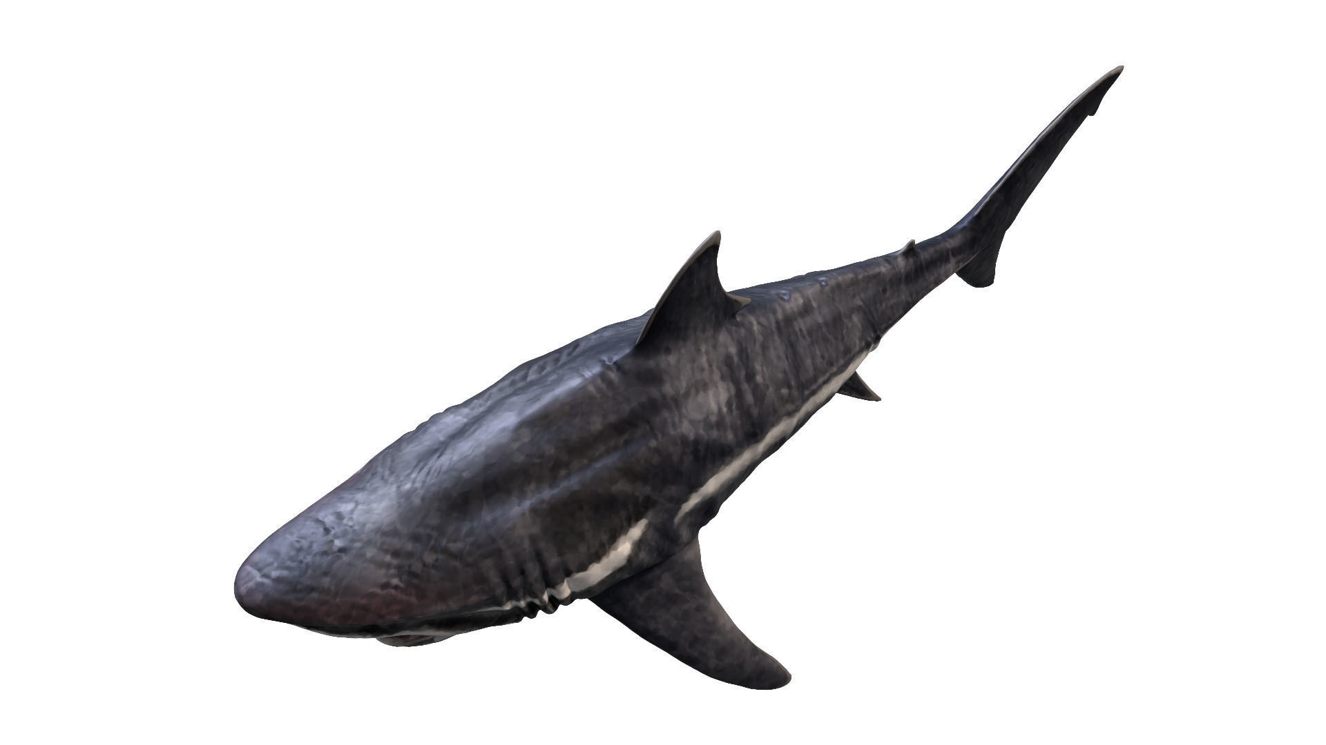 Megalodon 3D model_3