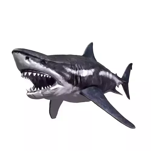 Megalodon 3D model