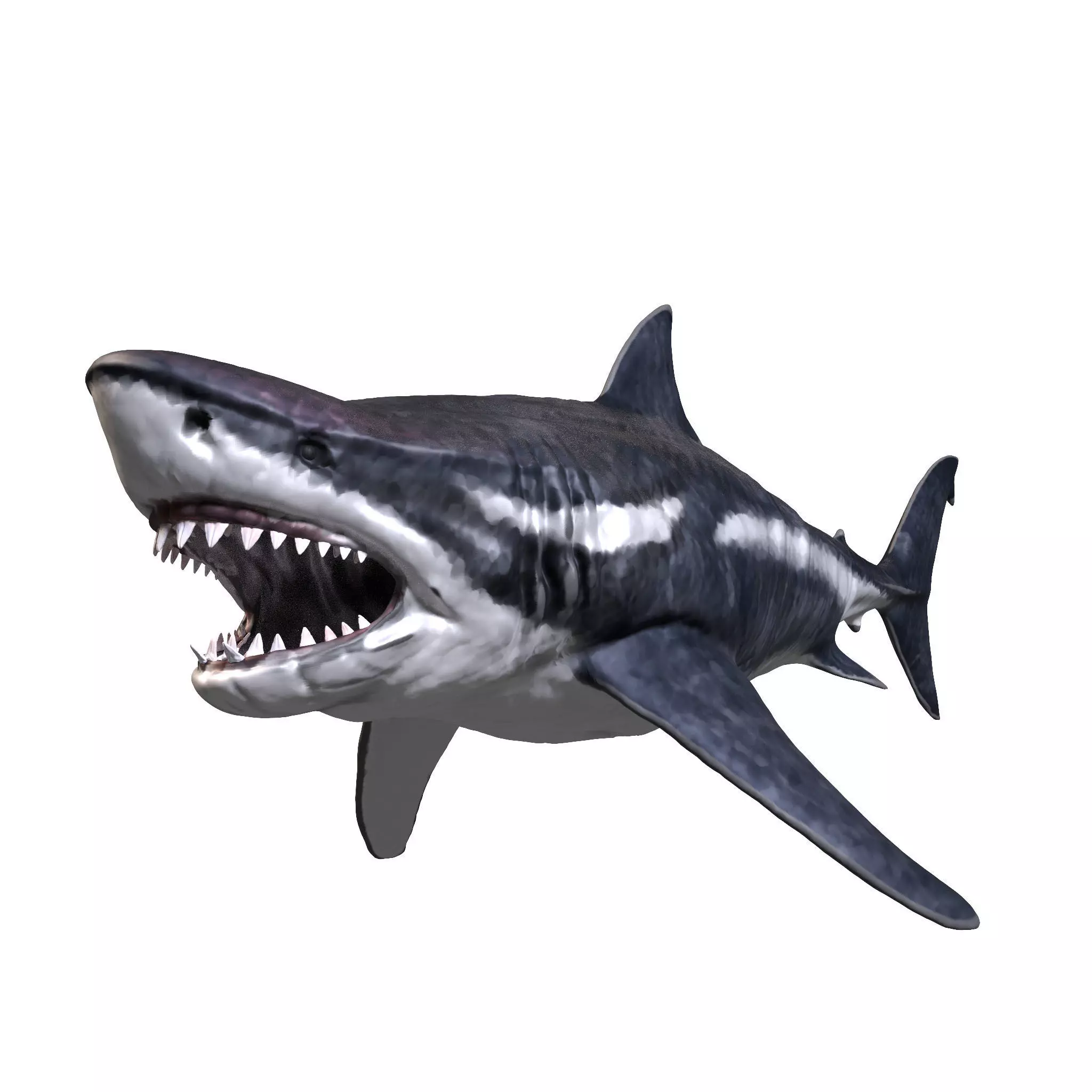 Megalodon 3D model_0