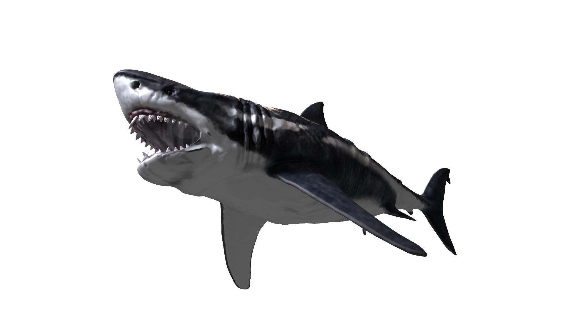 Megalodon 3D model_4
