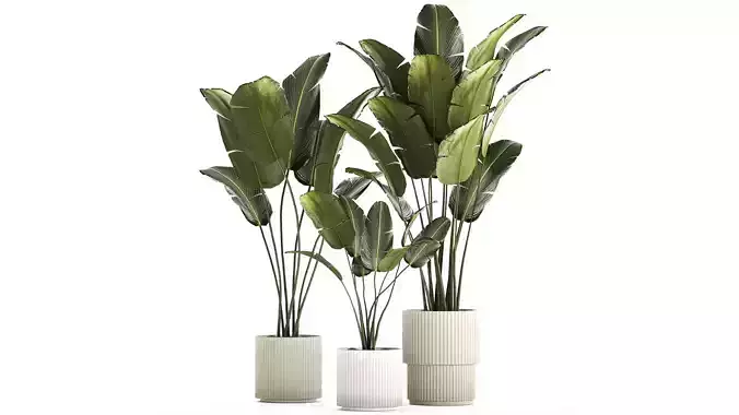 Beautiful Strelitzia and banana palm in flower pots 1345